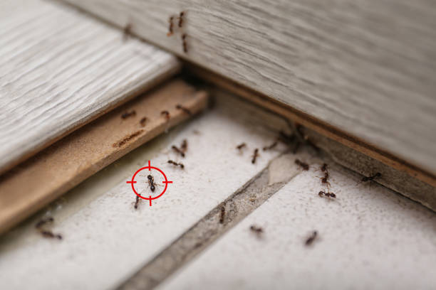 Best Best Pest Control Companies  in Sanger, CA